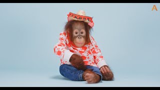 Animalia - Orangutan Benji loves Hats Part 1