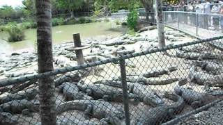 Aligátor etetés Everglades Alligator Farm Florida