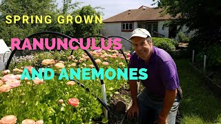 Update on our field grown ranunculus and anemones