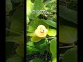 順番待ち！争わずに待つ　人気の花とハチとアリ shorts　popular flowers bees and ants