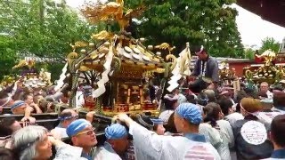 三社祭 2016 浅草寺裏 町内神輿連合 集合  Asakusa Sanja Matsuri