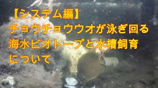 【海水魚の屋外海水ビオトープ飼育】ビオトープと水槽飼育について語ります