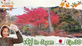 Ep.30 Autumn @Tenshukaku Shizen Kouen #ที่นี่ญี่ปุ่น #เจ้ปูinJapan #Autumnjapan #ใบไม้แดง