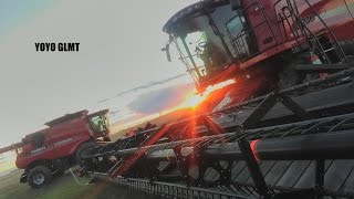 (GOPRO) Harvest time  2016 in farm Alberta, CANADA. Two CASE IH 8230, IH QUADTRAC, VERSATILE  2375.