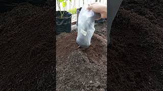 Cara mudah service metan bekas #tutorial #berkebun #caraberkebun