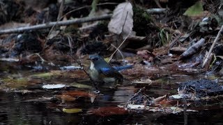 河口湖フィールドセンターのルリビタキ（雄）の水浴び　その２（4K60P動画）