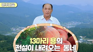 新우문현답 | 356회. 아낌없이 주는 나무 | 경북 영천시 북안면 명주리 (KBS 2023.08.16 방송)