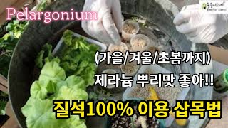 #pelargonium  내게 맞는 #제라늄 삽목법 탐구//  #질석100%이용 삽목법