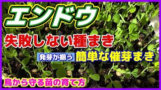 【エンドウ】失敗しない種まき（発芽が揃う催芽まき）／実エンドウ（グリーンピース）久留米豊／スナップエンドウもやり方は同じ／えんどう豆／エンドウの種まき／家庭菜園