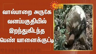 வால்பாறை அருகே  வனப்பகுதியில் இறந்துகிடந்த  பெண் யானைக்குட்டி