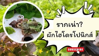 รากเน่า ปัญหาของการปลูกผักไฮโดรโปนิกส์ #ผักไฮโดรโปนิกส์ #hydroponics