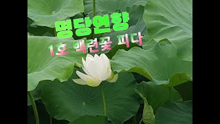 명당연향 1호 백련 연꽃이 피다