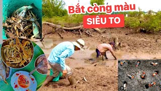 Trải nghiệm bắt và thưởng thức CÒNG gió càng SIÊU TO ở kênh gần biển TÂN THÀNH .