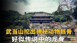 武当山挖出神秘动物骸骨，好似传说中的龙头骨，难道龙真的存在？