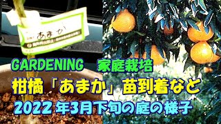 【XYOSSIYのライフチャンネル】2022年3月下旬の様子　柑橘「あまか」苗が到着、リスボンレモンの花が咲く、熱帯果樹リュウガンを外に出しました。