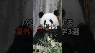 パンダに関する意外すぎる雑学3選 #動物園 #雑学