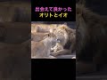 旭山動物園ライオン🦁オリトとイオ