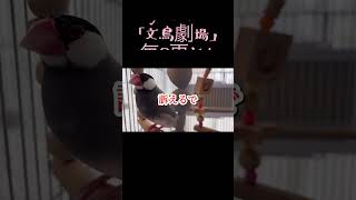 【文鳥劇場】頭のカタチを批判されてキレる桜文鳥もずくん #shorts #文鳥 #ブランコ