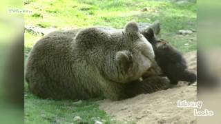 Wild Peers: Brown Bear with cubs - Bruine Beer met welpen (Ursus arctos)