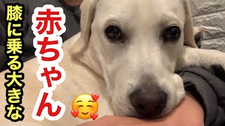 1歳の大きな甘えんぼ赤ちゃん犬なラブラドールレトリバー