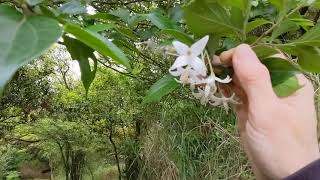 210403環七星山人車分道之冷水坑段