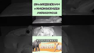 赤ちゃんが突然目を覚ましてベッドから降り犬の動きを監視カメラがとらえていました