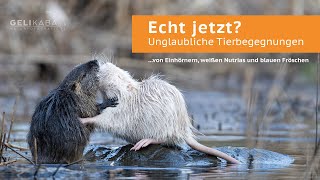 Unglaubliche Wildtier-Begegnungen. Von Einhörnern, weißen Nutrias und blauen Fröschen