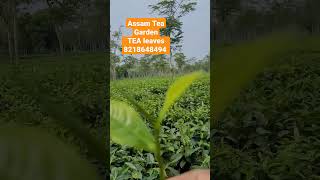 Assam Tea Garden. Top Tea Leaves . Supply All India. Home Delivery Service. 8218648494 #teabusiness