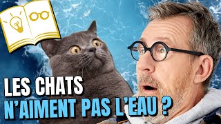 Pourquoi les chats n'aiment pas l'eau ? 🙀 | Confinement Jour 50