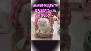 【猫動画】ペルシャ猫のラムちゃんと遊んであげるアメショの文太😈💕チャンネル登録よろしくお願いします💕 #shorts