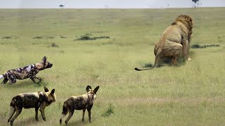 Lions Accidentally Fell Into The Trap That Wild Dogs Have Set - And What Happens Next?