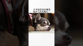 イヌの秘密が泣けます😭　犬の知って損しない雑学10選を暴露します🤫