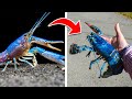 The Ultra Rare Blue Crayfish AWESOME Things You NEED To Know!