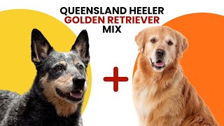 Queensland Heeler Golden Retriever Mix