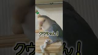 #Shorts【よく鳴く元気なコザクラインコ🎶】可愛いコザクラインコの歌声♪A love bird chirping cheerfully.