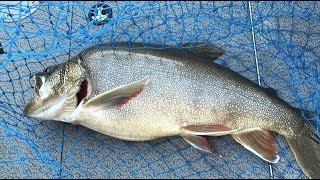 Pollywog lake trout 2024 -- Flaming Gorge Reservoir