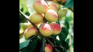 APRICOTS VARIETIES - ΒΕΡΥΚΟΚΑ ΠΟΙΚΙΛΙΕΣ