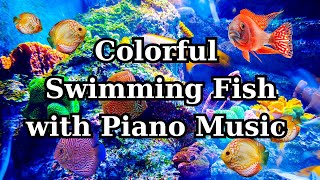 fish swimming with piano music, Swimming Fish Screen Saver with piano @AmericanMusicFestival-yy9fc