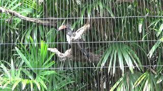 【動物園の鳥】カンムリコサイチョウ Crowned Hornbill　★上野動物園 Ueno Zoo★（2022.8.20）＃動物園の鳥＃カンムリコサイチョウ