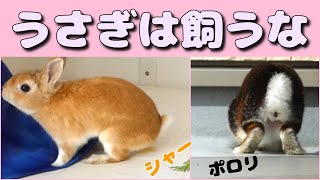 うさぎを飼ってみて初めて分かった５つの大変な事【パート1】Five hard things that I noticed after raising a rabbit