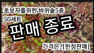 초보자를 위한 바위솔5종    50세트 [한정판매] 가격은?