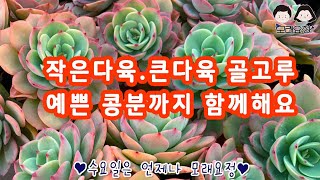 25.01.15 곱디고은 이쁜다육들 구경오세요 /모래요정 다육식물 (多肉植物) (たにくしょくぶつ) Korean Succulent