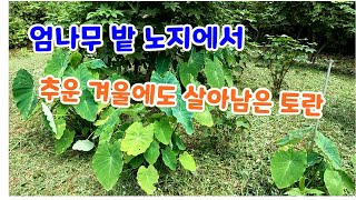 엄나무 밭 노지에서 추운 겨울에도 살아남은 토란