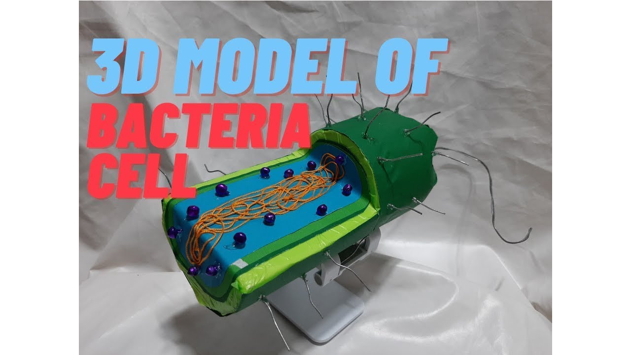 How To Make 3d Bacteria Cell Model School Project For Students Youtube