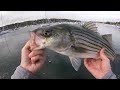 how not to land a bluefish at the docks. bluefish and striper dock fishing.