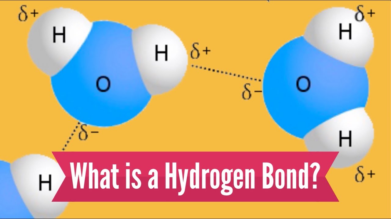 What Is A Hydrogen Bond? - YouTube