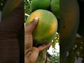 Ripe Papaya Harvesting Directly From Tree #shorts