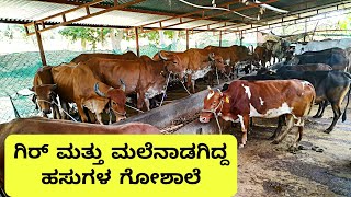 ಗಿರ್ ಮತ್ತು ಮಲೆನಾಡಗಿಡ್ಡ  ಹಸುಗಳ ಸುಂದರ ಗೋಶಾಲೆ |Desi cow Gir and malenadu gida Goshala