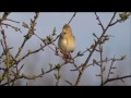 Willow Warbler singing HD