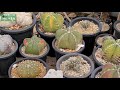 distinguish if raised by seeds astrophytum asteriascv. super kabuto